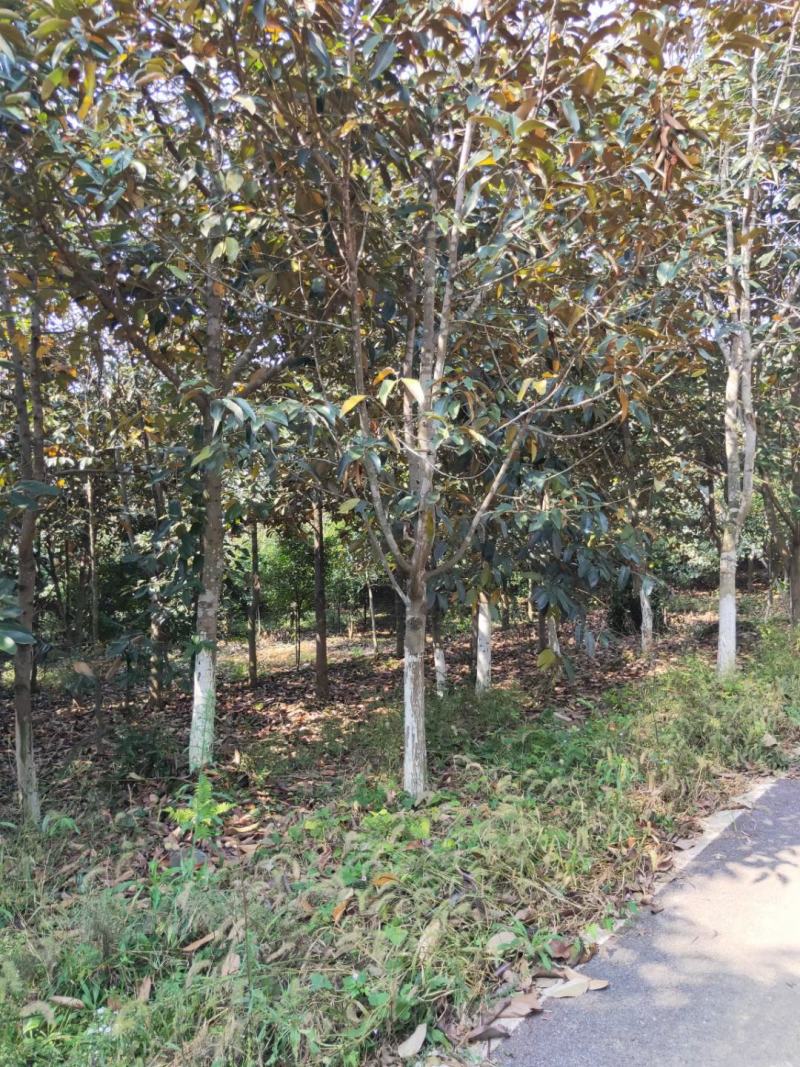 金叶含笑新农村建行道风景公园绿化植树造林占地用苗房地产绿