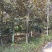 金叶含笑新农村建行道风景公园绿化植树造林占地用苗房地产绿
