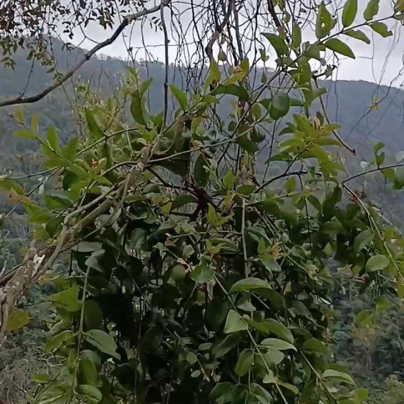 何首乌上寄生，这个难找，量少，需要需要提前预定。