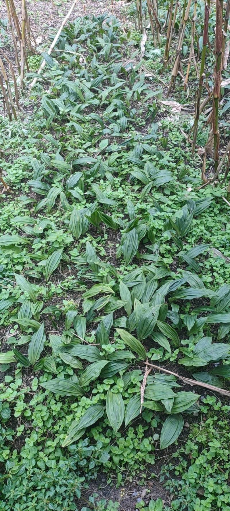 毛慈菇苗山慈菇苗泥冰子苗冰球子苗