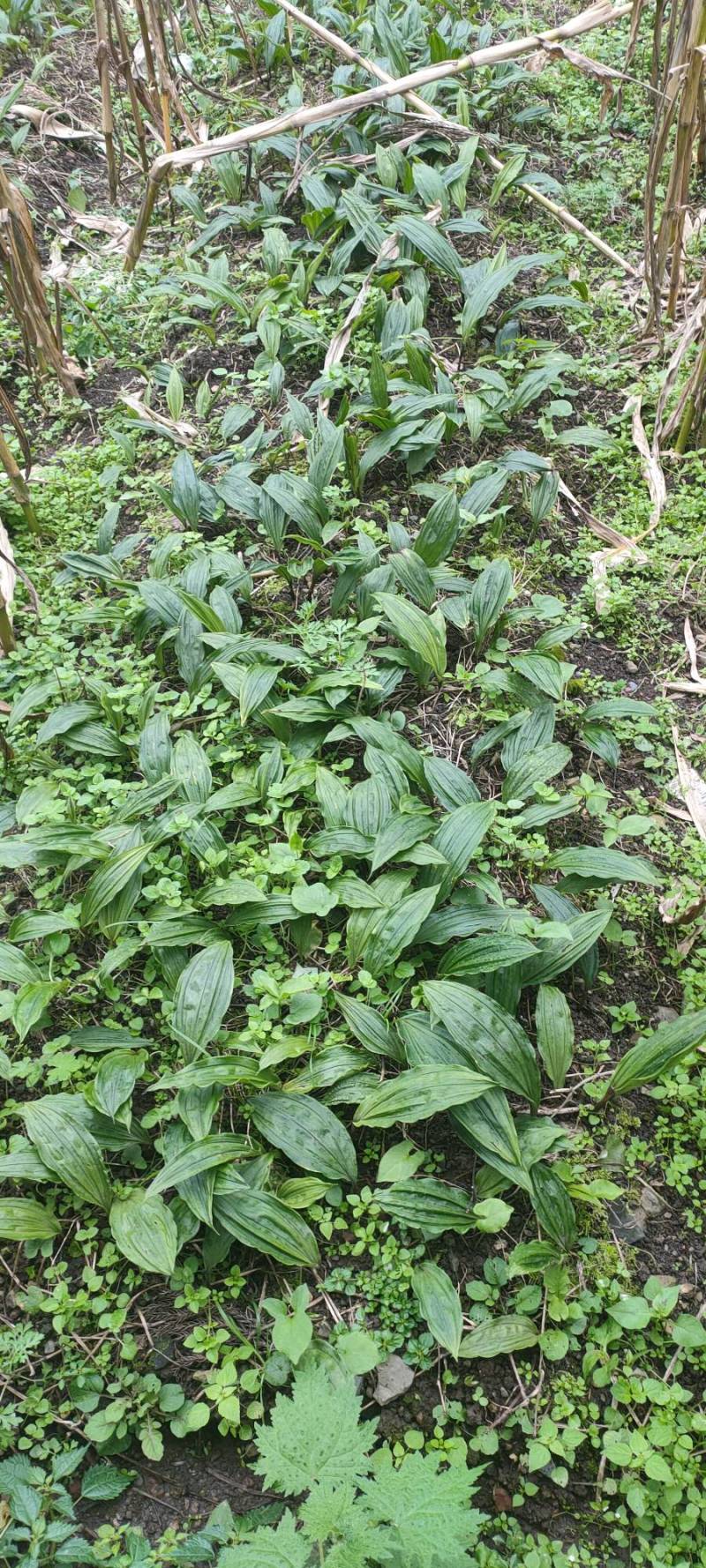 毛慈菇苗山慈菇苗泥冰子苗冰球子苗