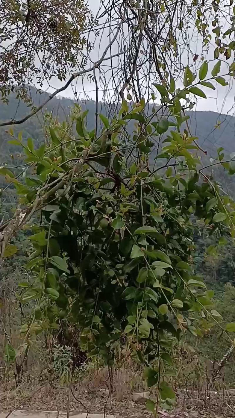 何首乌上寄生，这个难找，量少，需要需要提前预定。