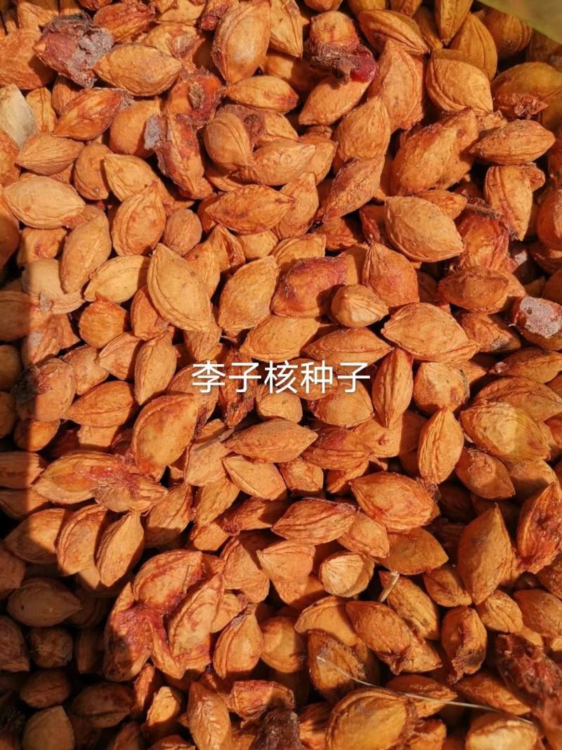 李子核种子郁李核种子秋子核种子