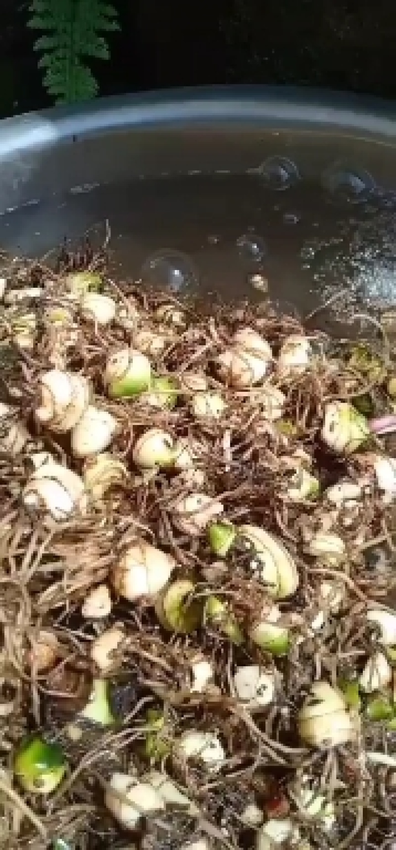 优质水洗去叶毛慈姑鲜货黒果红果不超过百分之6