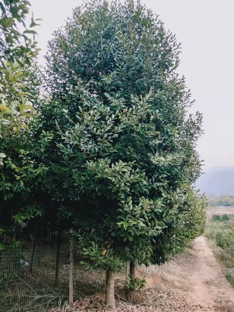 醉香含笑火力楠新农村建设房地产绿化行道风景公园绿化植树造