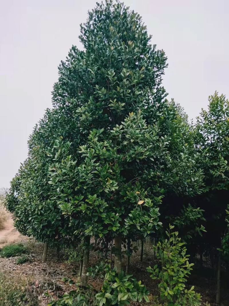 醉香含笑火力楠新农村建设房地产绿化行道风景公园绿化植树造