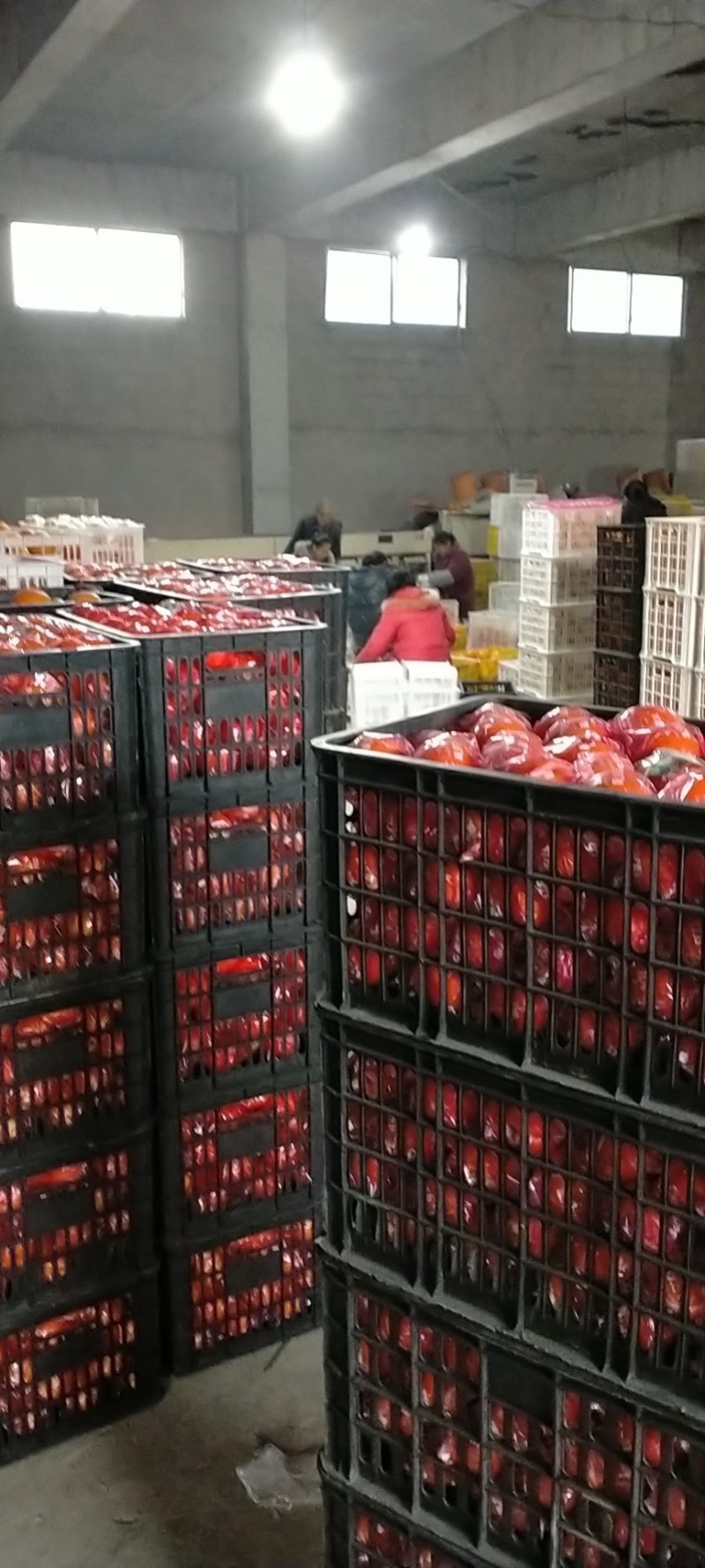湖南湘西保靖椪柑颜色红，个头大，大量上市走货中