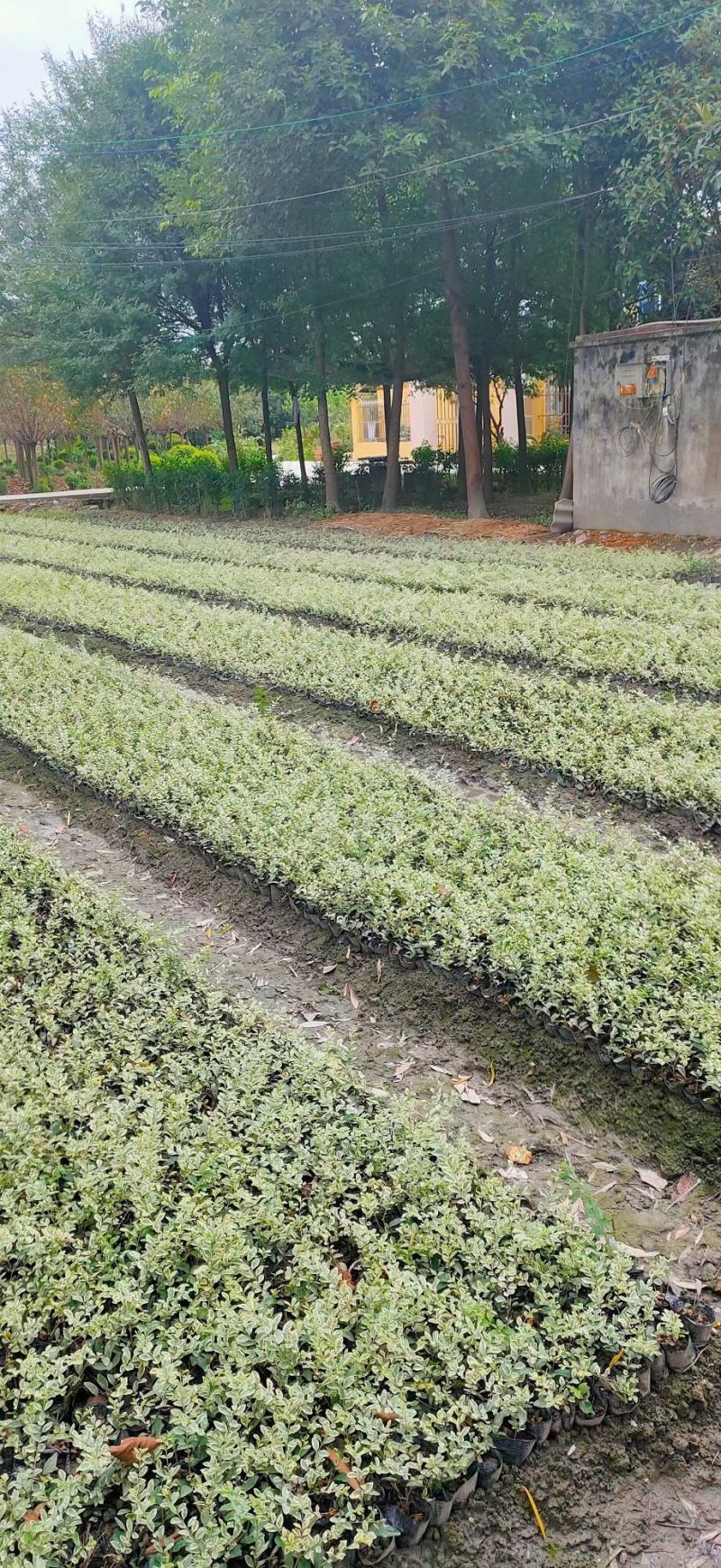 银姬小蜡金姬小蜡新农村建设房地产绿化公园绿化行道风景植树