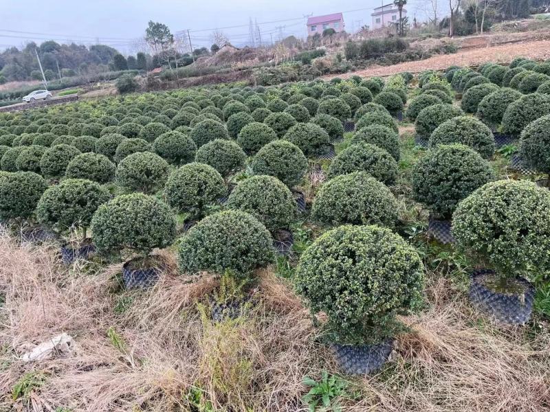 龟甲冬青公园绿化行道风景房地产绿植树造林占地用苗房地产绿