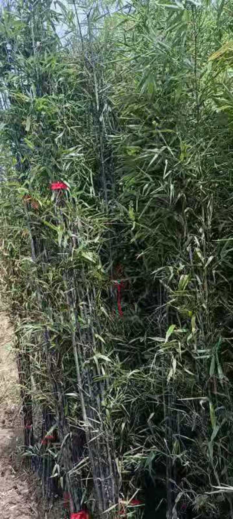万亩竹海低价供应紫竹，当年紫紫竹，品种纯正，货源充足