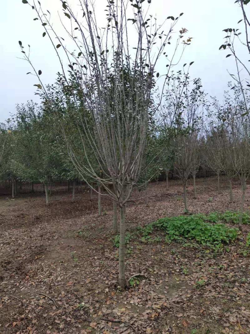 万亩海棠基地出售优质西府海棠，规格1-15公分，树形优美