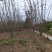 万亩海棠基地出售优质西府海棠，规格1-15公分，树形优美