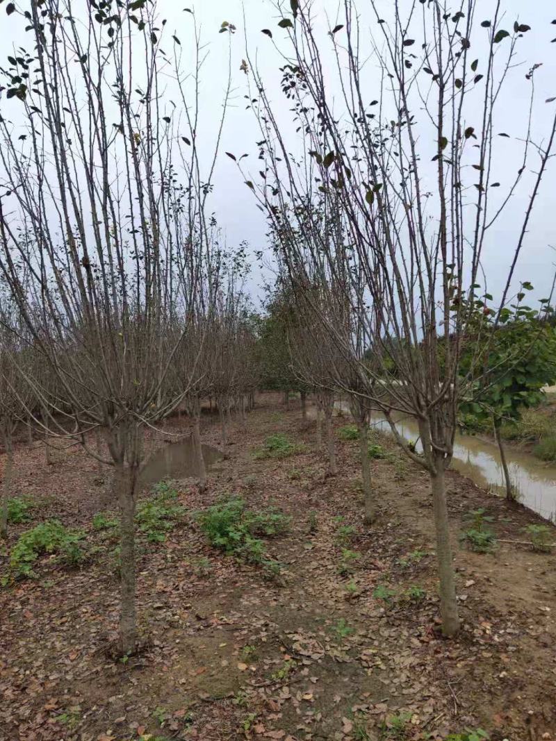 万亩海棠基地出售优质西府海棠，规格1-15公分，树形优美
