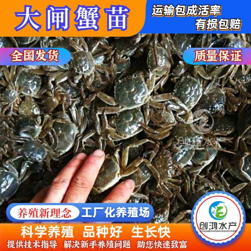 【2023新苗】优质大闸蟹苗中华绒螯蟹苗淡水养殖