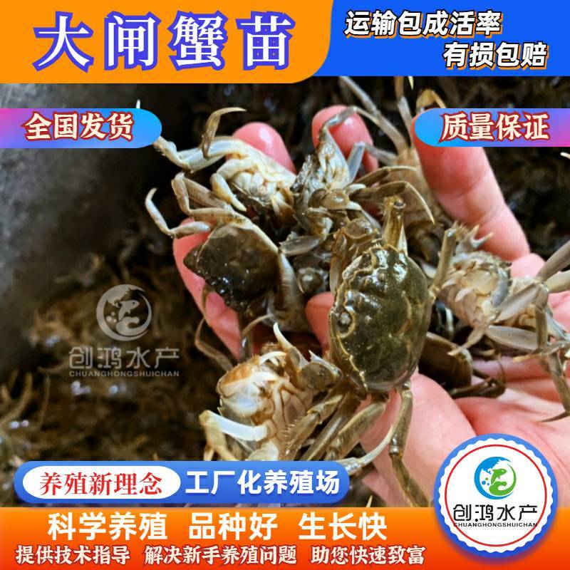 【2023新苗】优质大闸蟹苗中华绒螯蟹苗淡水养殖