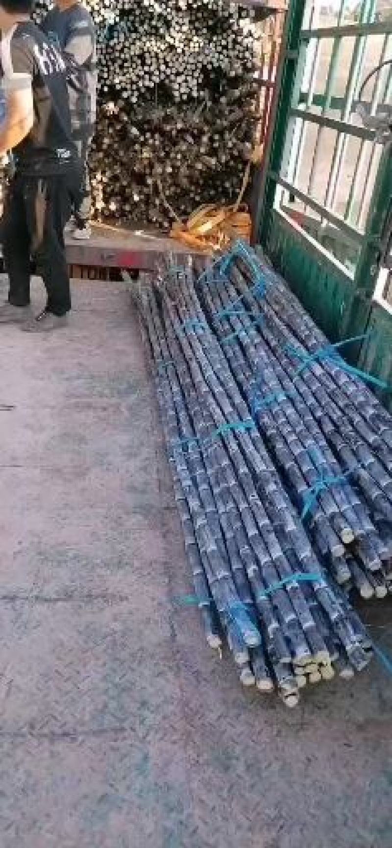 广西，广东。甘蔗批发市场之一地址广西博白欢迎来采购