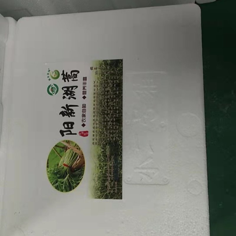 阳新湖蒿