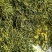 正宗特级杜仲雄花！干净无杂质，零售批发，中药材杜仲雄花