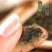 正宗特级杜仲雄花！干净无杂质，零售批发，中药材杜仲雄花