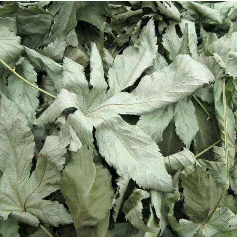 甜茶叶刺儿茶天然香甜的味茶叶保健茶