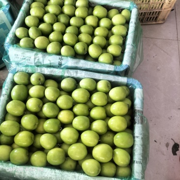（推荐）广西平南青枣蜜丝枣大叶枣牛奶枣金桃青枣大量上市中