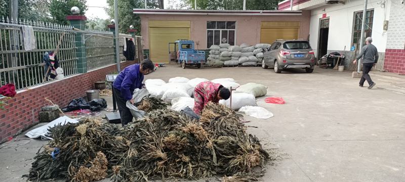 脱水白菜，农家自产自销，品质保证，价格可谈，欢迎联系