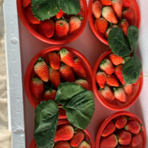 山东临沂万亩精品草莓🍓大量上市中，欢迎广大客商前来洽谈