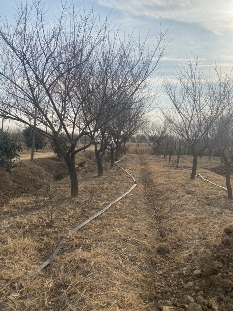 原生红梅12-15-18公分红梅