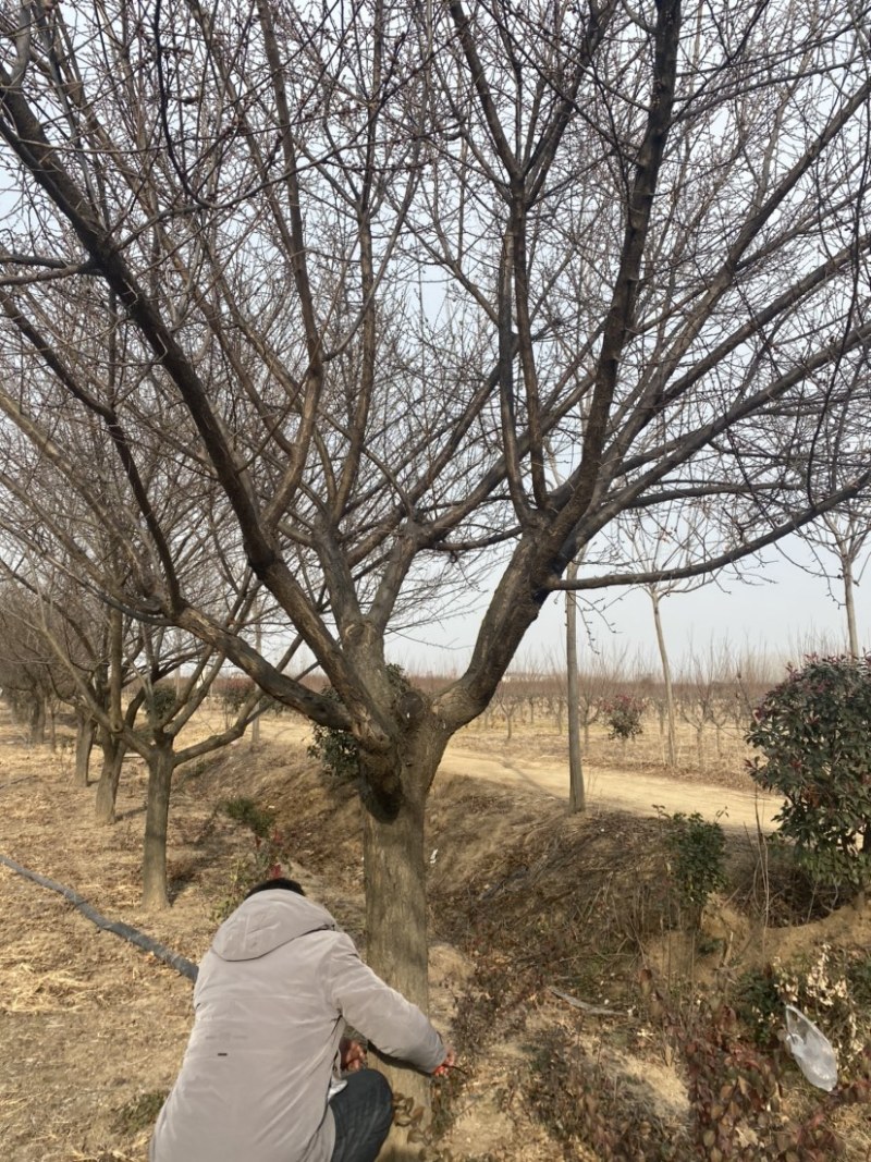 原生红梅12-15-18公分红梅