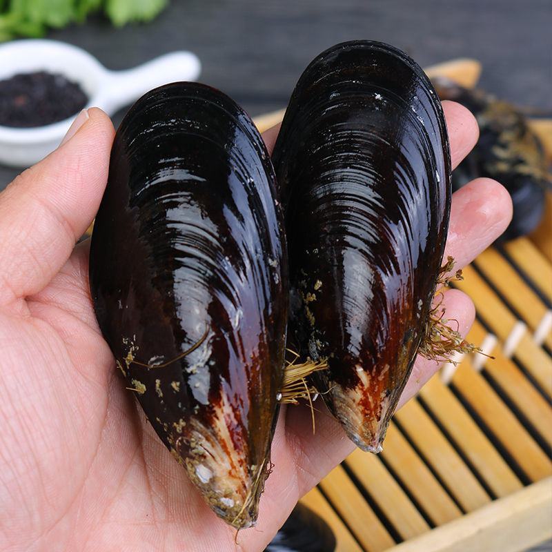 鲜活淡菜贻贝青口贝，电商一件代发