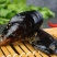 鲜活淡菜贻贝青口贝，电商一件代发