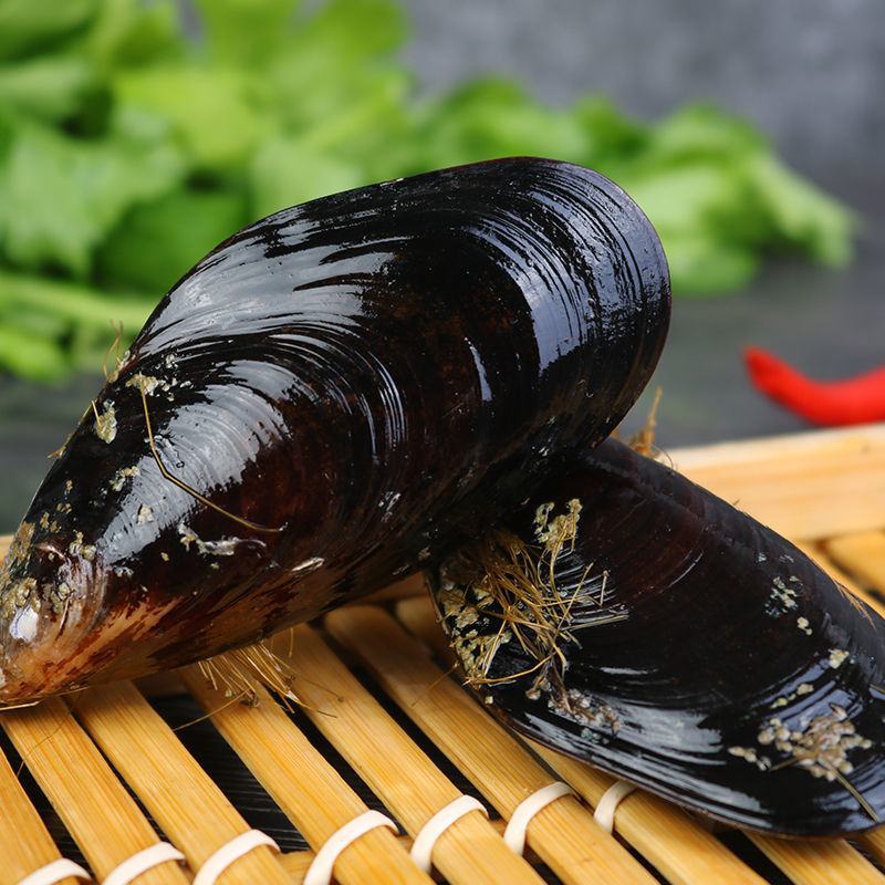 鲜活淡菜贻贝青口贝，电商一件代发