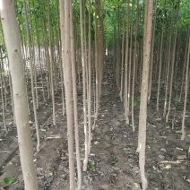 杜仲苗