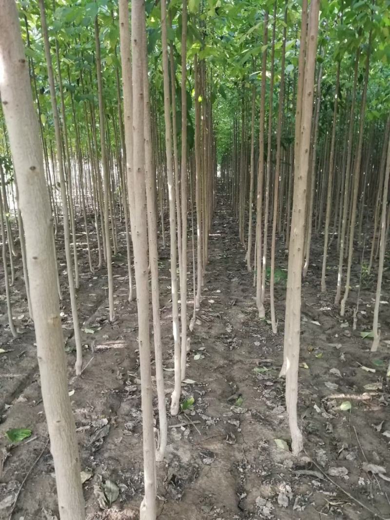 杜仲苗