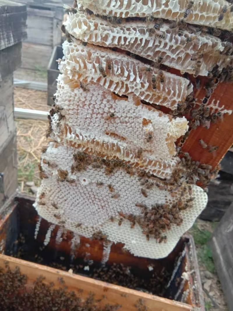 黔蕊蜜蜂养殖专业合作社，出售无科技狠活蜂蜜质量保证