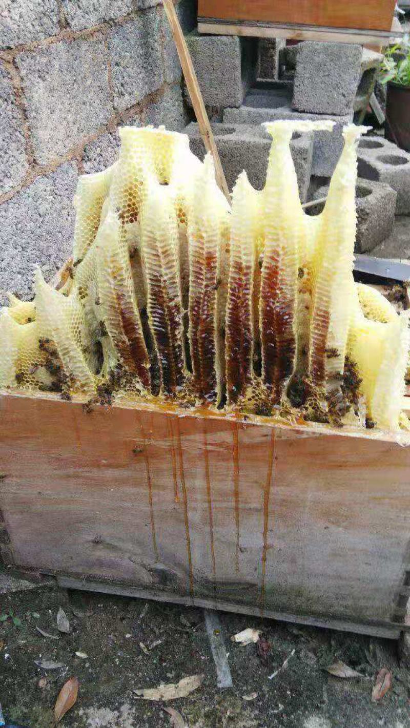 黔蕊蜜蜂养殖专业合作社，出售无科技狠活蜂蜜质量保证