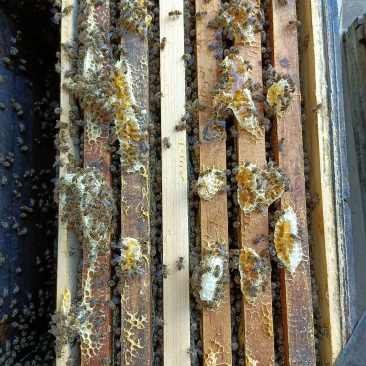 黔蕊蜜蜂养殖专业合作社，出售无科技狠活蜂蜜质量保证