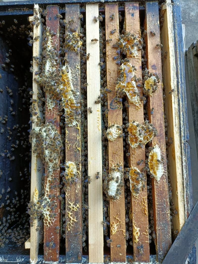 黔蕊蜜蜂养殖专业合作社，出售无科技狠活蜂蜜质量保证