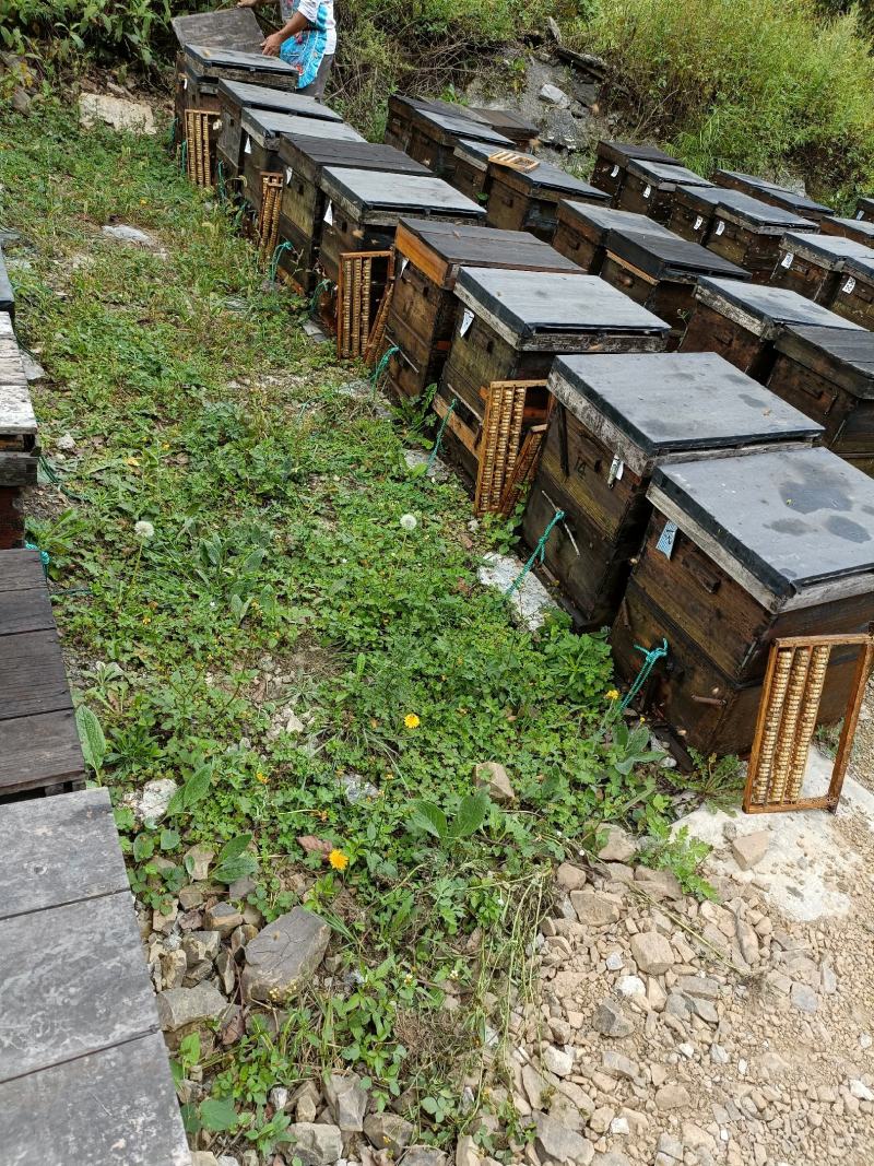 黔蕊蜜蜂养殖专业合作社，出售无科技狠活蜂蜜质量保证