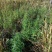 黔蕊蜜蜂养殖专业合作社，出售无科技狠活蜂蜜质量保证
