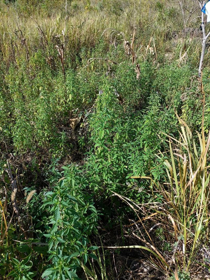黔蕊蜜蜂养殖专业合作社，出售无科技狠活蜂蜜质量保证