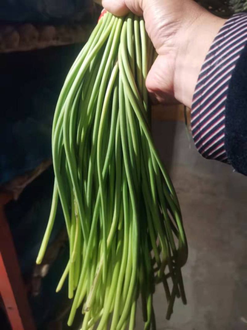 山东金乡蒜苔冷库货产地直发一手货源批发品质保证价格美