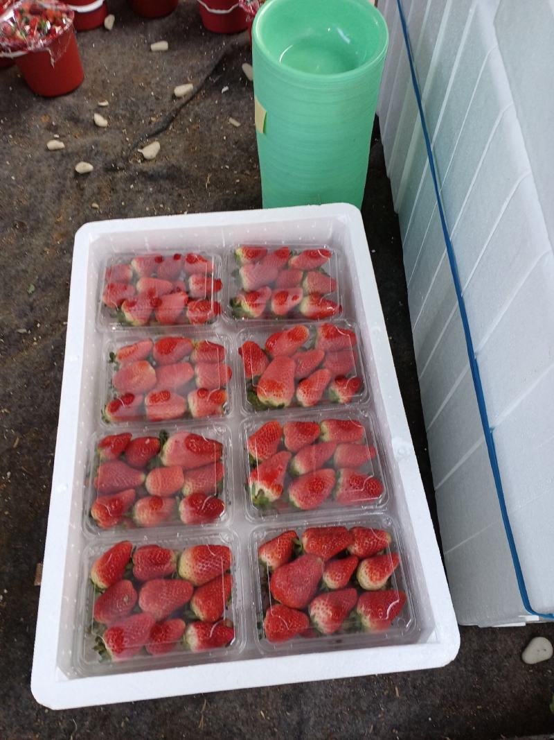 临沂妙香，久香，联盟大量上市