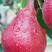 梨树苗，品种有早酥红，秋月，玉露香，酥脆1号，脆冠，脆玉