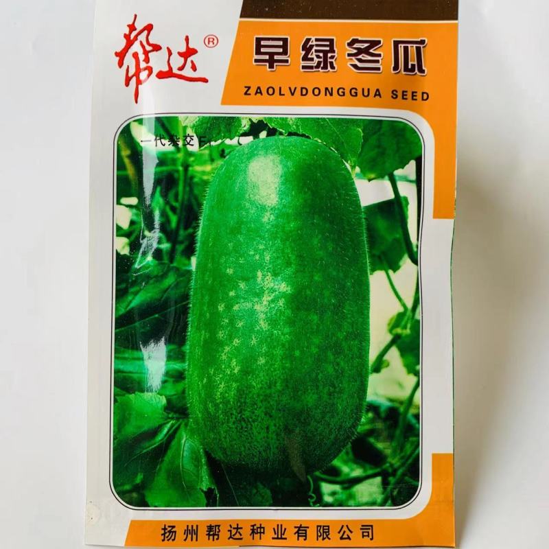 帮达早绿冬瓜种子一代杂交小冬瓜种子耐寒抗病高产全国范围种