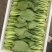 精品上海青小青菜小油菜大量现货，大棚陆地都有