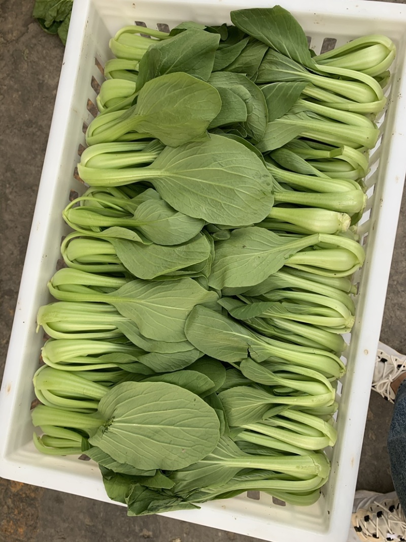 精品上海青小青菜小油菜大量现货，大棚陆地都有