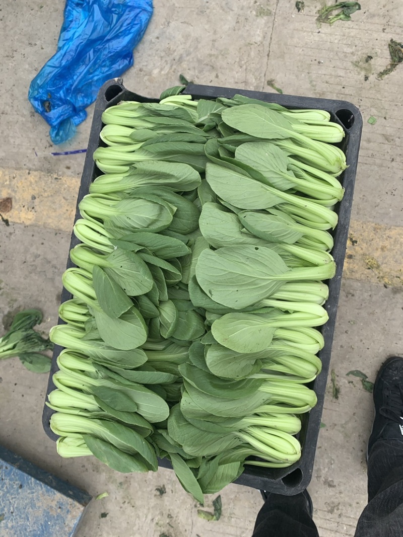 精品上海青小青菜小油菜大量现货，大棚陆地都有