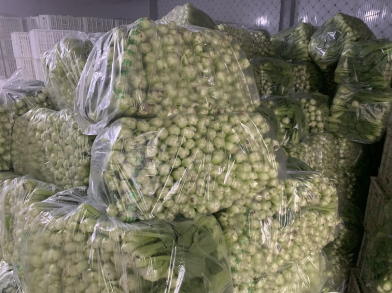 精品上海青小青菜小油菜大量现货，大棚陆地都有