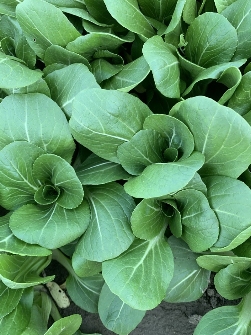 精品上海青小青菜小油菜大量现货，大棚陆地都有